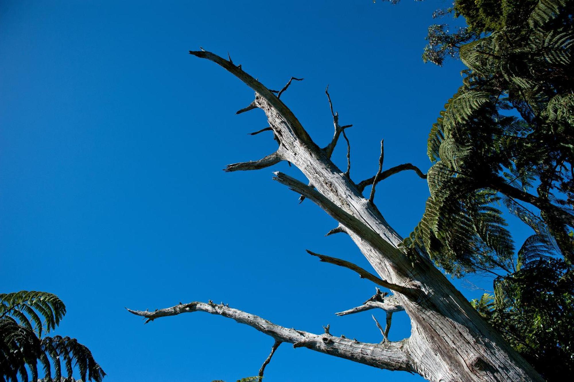 Oreti Village Resort Turangi Eksteriør billede